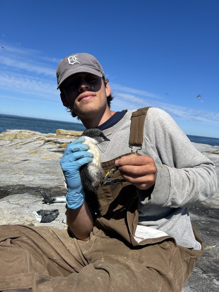 ALAR - Atlantic laboratory for Avian Research (@alar_unb) on Twitter photo This June the MSI crew got to work and deployed gls tags on common murre chicks
The hope is to gather information on where they go post fledging and better understand their spatio-temporal movements from fledging to maturity!
#seatrackscience
<a href="/SeatrackScience/">SEATRACK project</a>
#seabirds
#murre This June the MSI crew got to work and deployed gls tags on common murre chicks
The hope is to gather information on where they go post fledging and better understand their spatio-temporal movements from fledging to maturity!
#seatrackscience
<a href="/SeatrackScience/">SEATRACK project</a>
#seabirds
#murre
