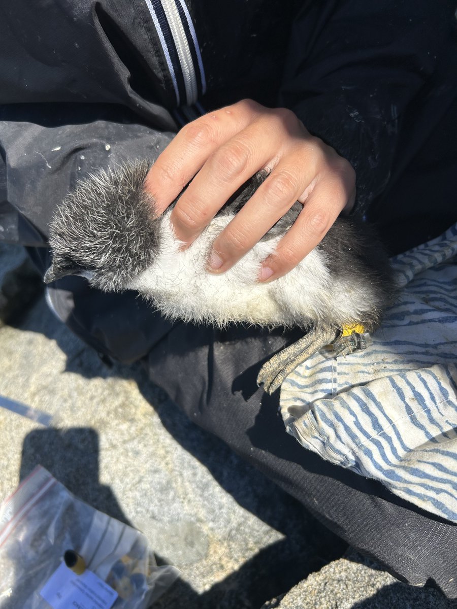 ALAR - Atlantic laboratory for Avian Research tweet media