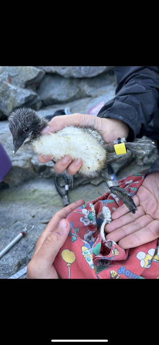 ALAR - Atlantic laboratory for Avian Research tweet media