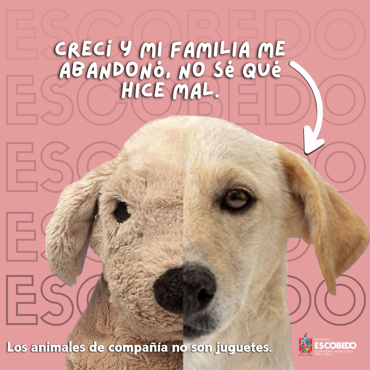 Los animales de compañía no son juguetes que puedes tirar. 

✅ Adopta de forma responsable.

El proceso de Adopción en nuestro municipio, sigue procedimientos que garantizan que los animales estarán en espacios seguros, con una familia que le brindará mucho amor y bienestar.