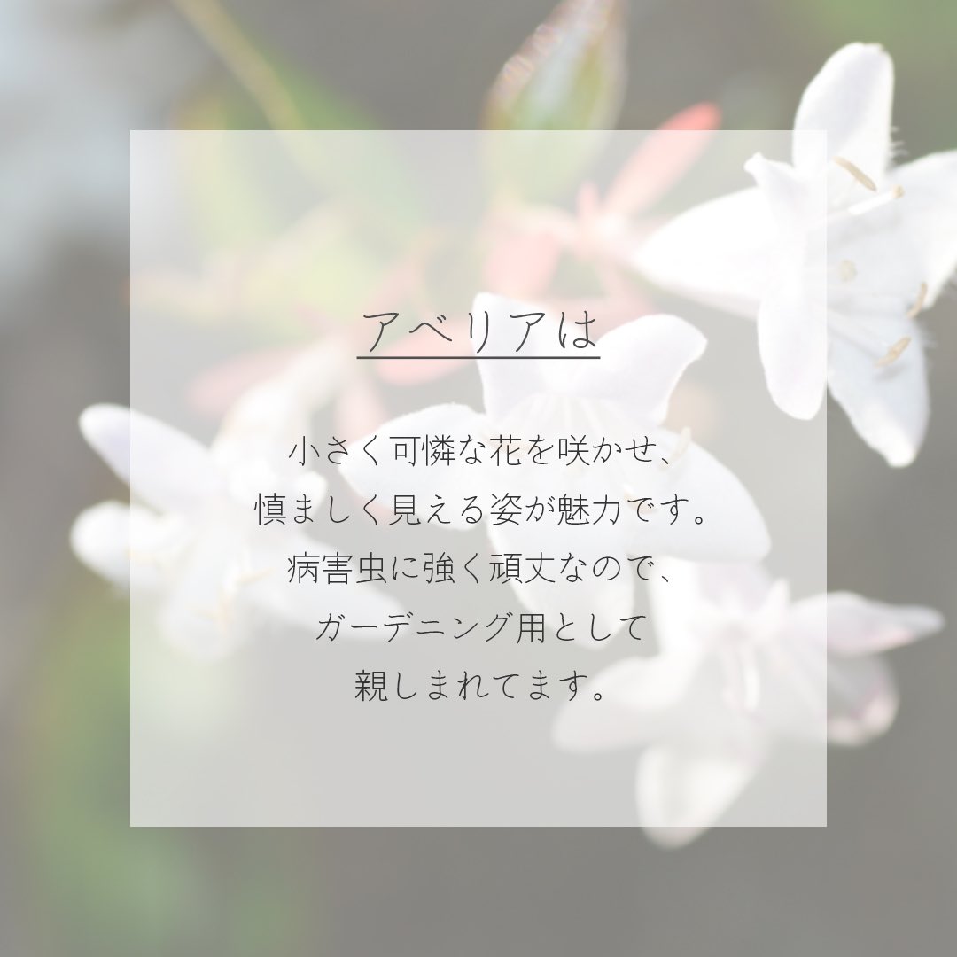 itismizu's tweet photo. 7月7日の誕生花は、
アベリア　(英：Abelia)

花言葉は「謙虚」、「強運」など

小さく可憐な花を咲かせ、他の花の邪魔にならないよう慎ましく見える姿が魅力。病害虫に強く頑丈なので、ガーデニング用としてはもちろん、シンボルツリーとしても親しまれています。

#dayday花project #花言葉シリーズ https://t.co/odC30u8UPd