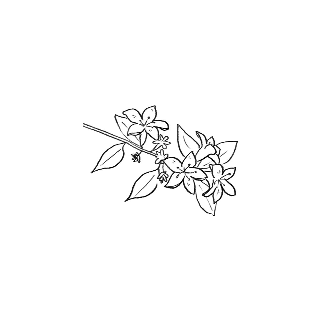 itismizu's tweet photo. 7月7日の誕生花は、
アベリア　(英：Abelia)

花言葉は「謙虚」、「強運」など

小さく可憐な花を咲かせ、他の花の邪魔にならないよう慎ましく見える姿が魅力。病害虫に強く頑丈なので、ガーデニング用としてはもちろん、シンボルツリーとしても親しまれています。

#dayday花project #花言葉シリーズ https://t.co/odC30u8UPd