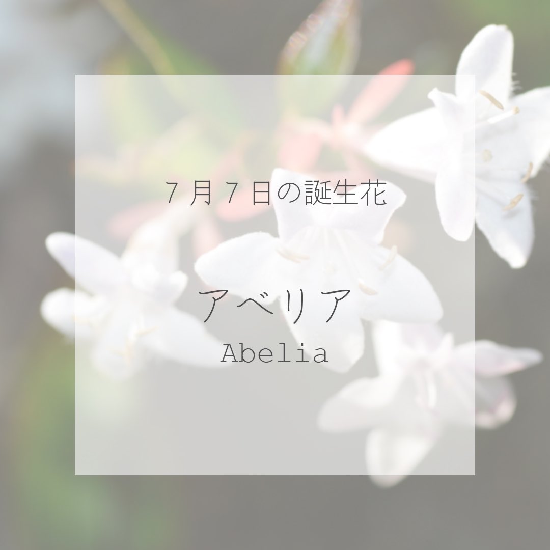 itismizu's tweet photo. 7月7日の誕生花は、
アベリア　(英：Abelia)

花言葉は「謙虚」、「強運」など

小さく可憐な花を咲かせ、他の花の邪魔にならないよう慎ましく見える姿が魅力。病害虫に強く頑丈なので、ガーデニング用としてはもちろん、シンボルツリーとしても親しまれています。

#dayday花project #花言葉シリーズ https://t.co/odC30u8UPd