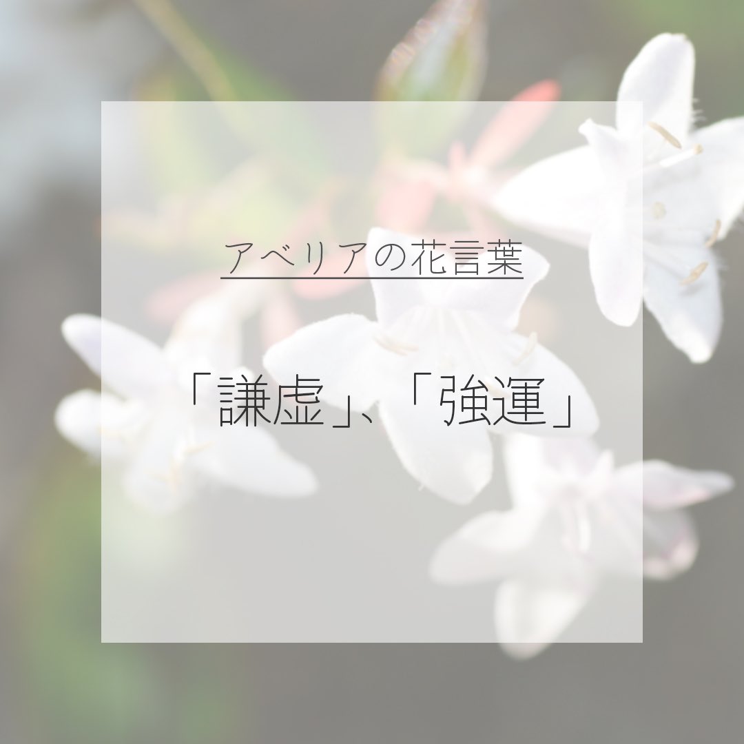 itismizu's tweet photo. 7月7日の誕生花は、
アベリア　(英：Abelia)

花言葉は「謙虚」、「強運」など

小さく可憐な花を咲かせ、他の花の邪魔にならないよう慎ましく見える姿が魅力。病害虫に強く頑丈なので、ガーデニング用としてはもちろん、シンボルツリーとしても親しまれています。

#dayday花project #花言葉シリーズ https://t.co/odC30u8UPd
