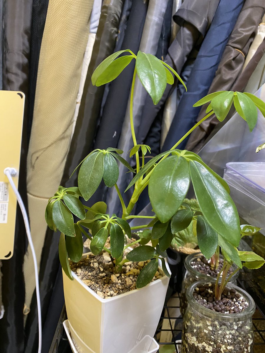 ダイソー産シュフレラ・コンパクタ

根詰まりで葉がへたってるけどちょうど剪定しようと思ってたからちょうど良かったかな？笑
幹を太くさせて盆栽風にしたいので上の新芽を残して剪定しちゃいたいと思います✌️✌️

#カポック #シュフレラ #コンパクタ #観葉植物 #剪定 #盆栽