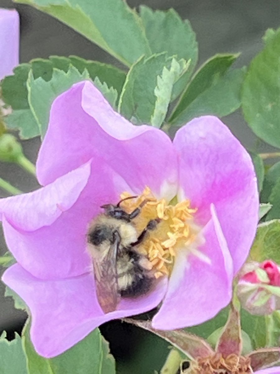 grassncows's tweet photo. Working on a Sunday! #nativebee https://t.co/q5cuw37rhz