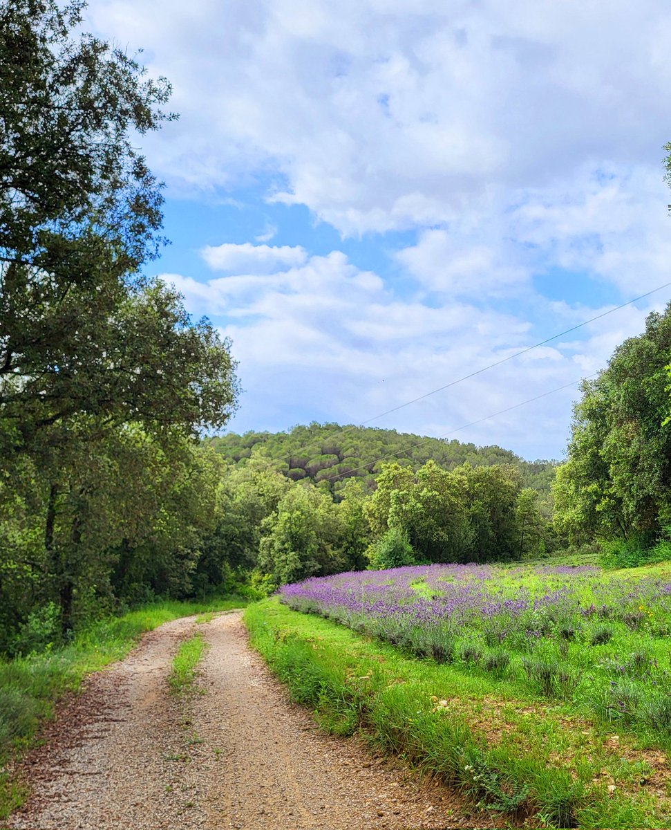 Balateu's tweet photo. Camí florit d'estiu (Beuda-Besalú)
#Camins #Caminos #Espígol #Lavanda #Beuda #Besalú #Garrotxa #Catalunya #ComtatDeBesalú #Fields https://t.co/xzlr1LIE1F
