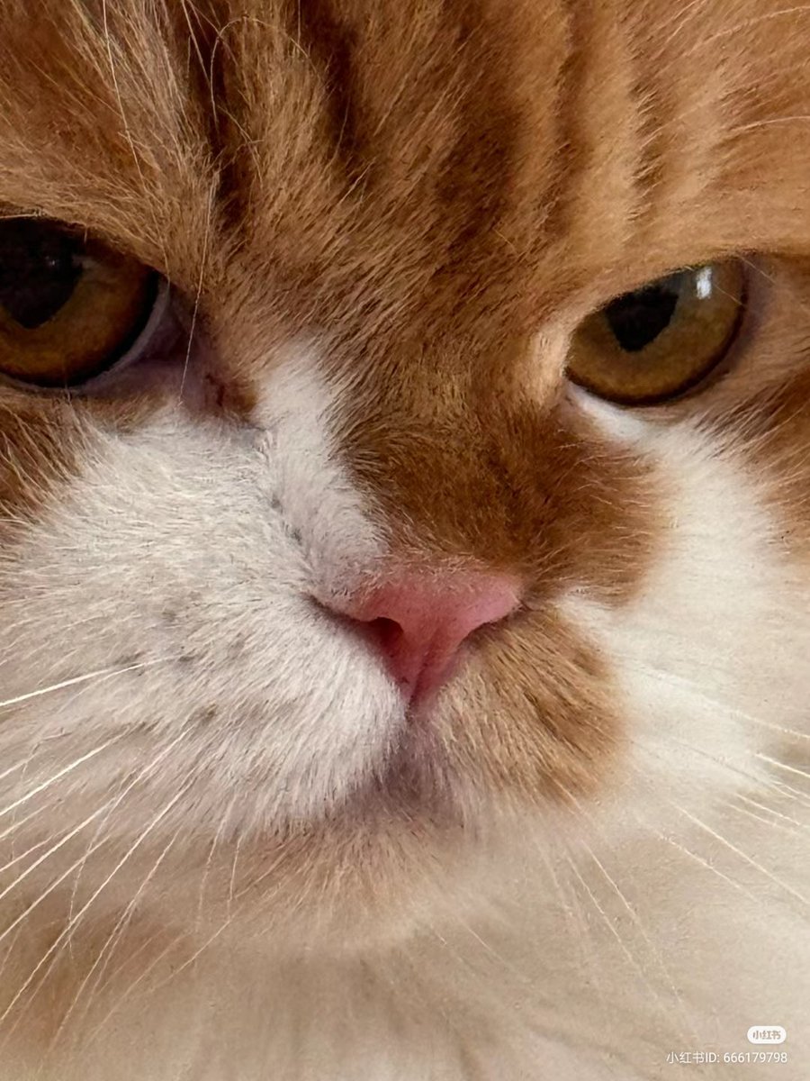 nocontextscats's tweet photo. 😾 https://t.co/GEJnGcFATo