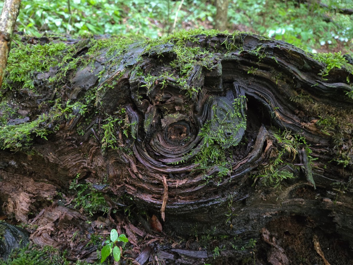 rubrics4life's tweet photo. whale eye
#treetextures https://t.co/63piS8q5sR