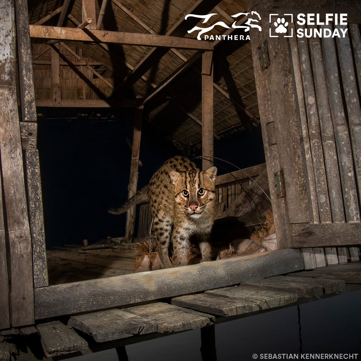 PantheraCats's tweet photo. For today's #SelfieSunday, a fishing cat is trekking through a traditional shrimp farm in southern Thailand.#WeCanCoexist with fishing cats, and it's up to us to ensure their survival. Learn more about how these cats navigate their landscapes: https://t.co/6CZbuO6vUQ https://t.co/5Wt33jcVSp
