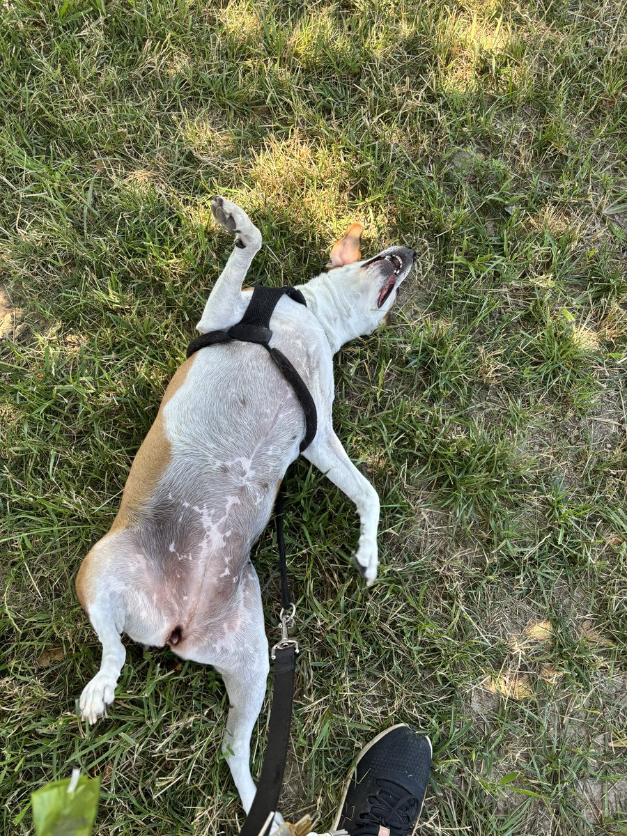 TokenandFriends's tweet photo. Have you ever seen a happier girl on a walk than Miss Mia? 

She just loves rolling in the grass and splashing 💦 in the fountains on cool and hot days like yesterday! 

She just can’t get enough of it! https://t.co/YTc646wefJ