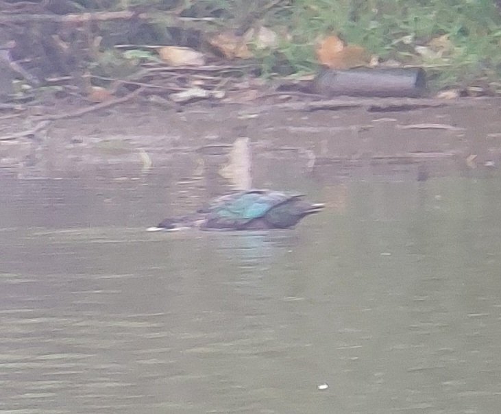 David dack tweet media