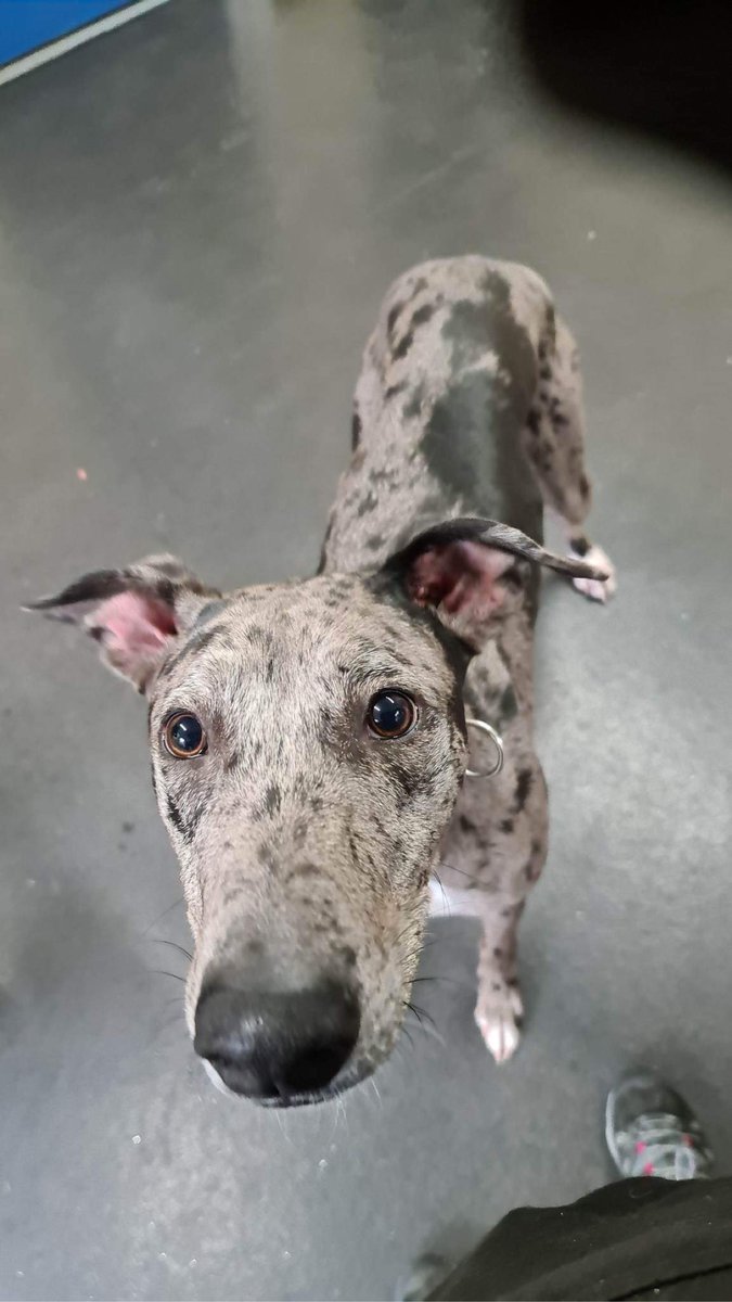 Animal Adoptions UK ๐โ๐ฆบ๐๐โค๏ธ tweet media