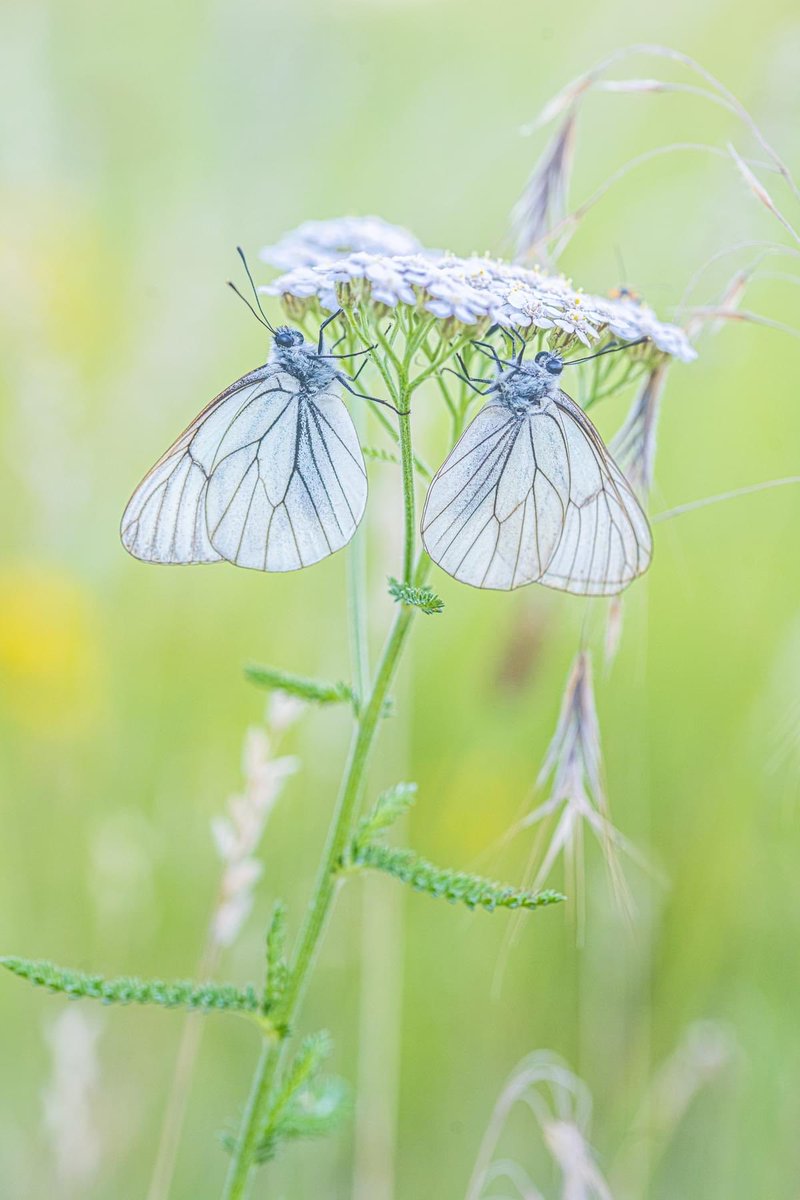 𝑻𝒂𝒓𝒂 𝑲𝒊𝒆𝒌𝒕☕️ tweet media