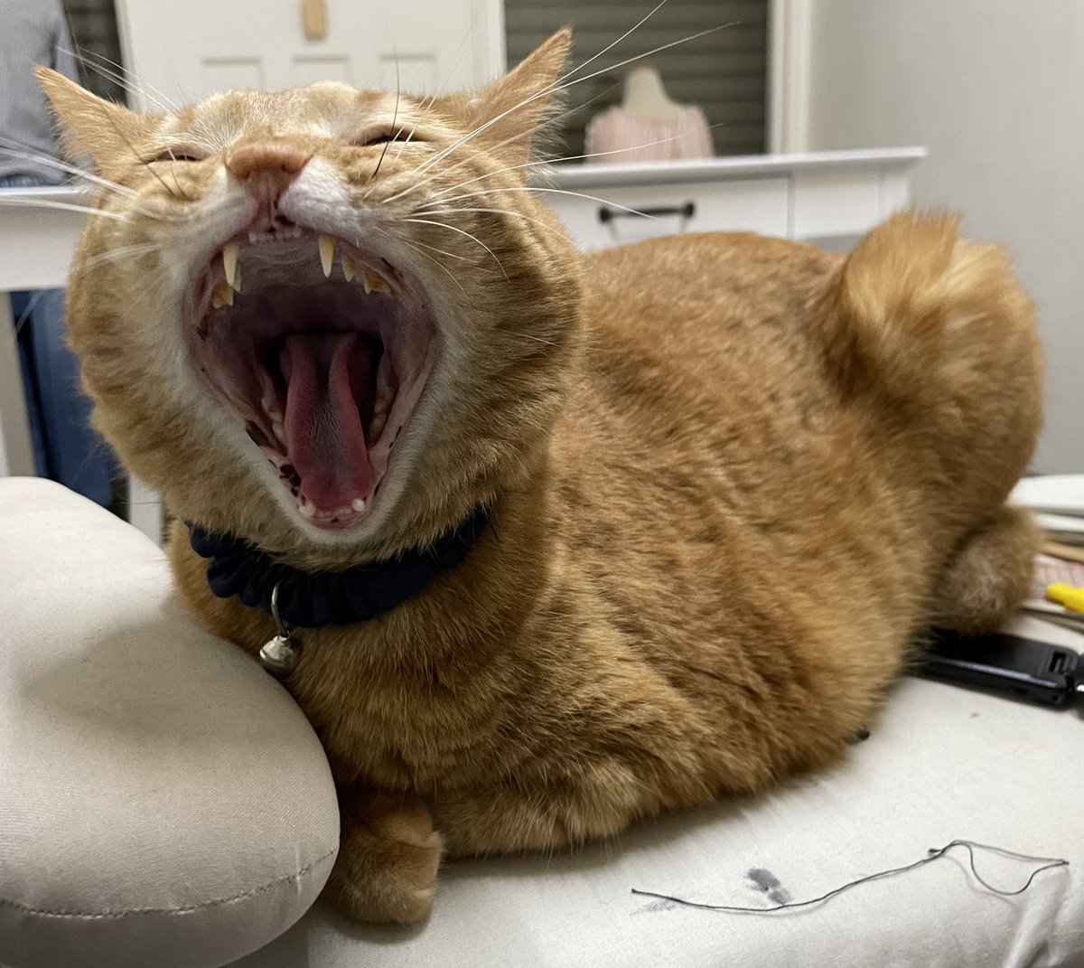 chara_maro55's tweet photo. ガオー🦁
#茶トラ #猫好きさんと繋がりたい https://t.co/Uuvrm6VYuH