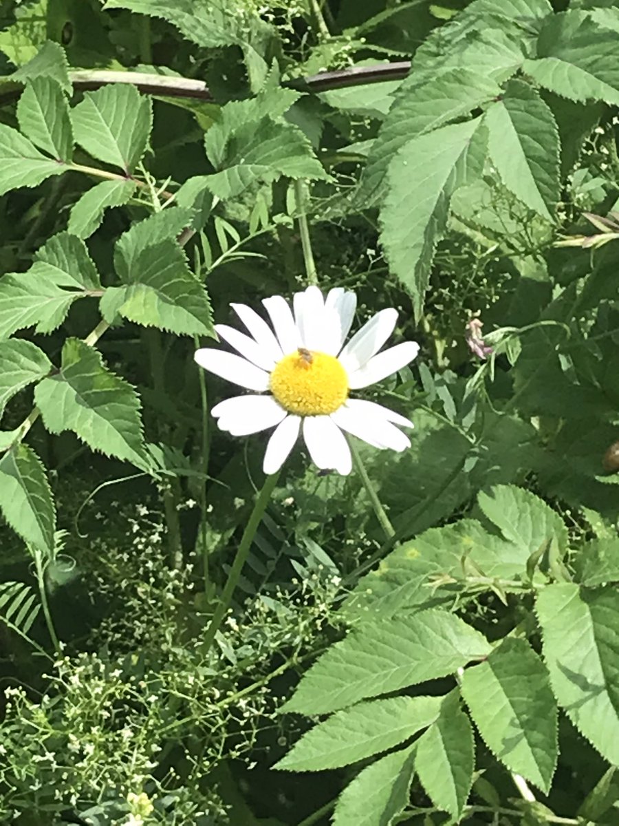 dawnymock's tweet image. #runview