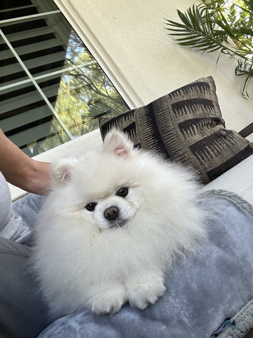 I love Sunday mornings with my Korean teddy bears 🧸 https://t.co/7GPi15YilC<a href="/tag/coffeewithnikki"class="tags"><span>#coffeewithnikki</span></a>