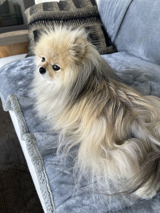 I love Sunday mornings with my Korean teddy bears 🧸 https://t.co/7GPi15YilC<a href="/tag/coffeewithnikki"class="tags"><span>#coffeewithnikki</span></a>