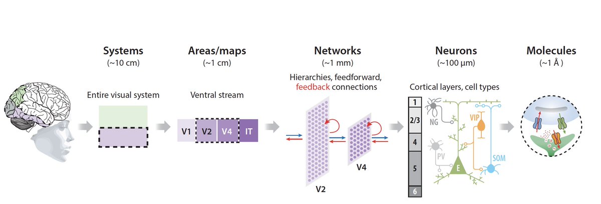 🌟 Out now! “The Quest for an Integrated Set of Neural Mechanisms Underlying Object Recognition in Primates” | Annual Reviews | <a href="/JamesJDiCarlo/">James DiCarlo</a> and I discuss the concept, history, and future of developing SMART models of primate vision- go.shr.lc/45T5ZNy