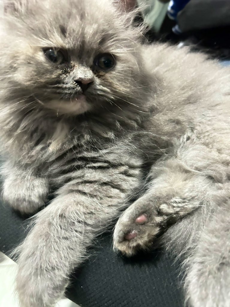 msstinay's tweet photo. Ang kyut pa kasi kuting pa. HAHAHAHA https://t.co/jrUq38Mqvs