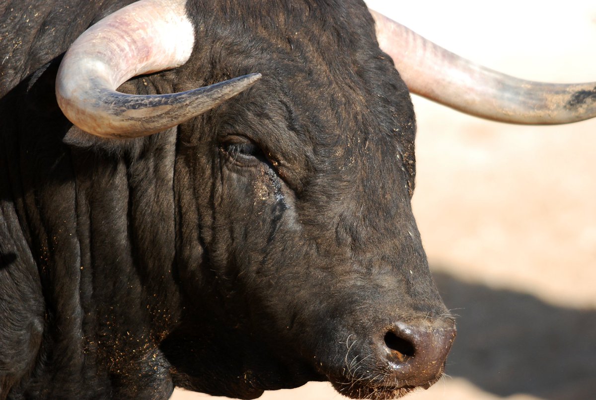 BullInAMaze's tweet image. #RP #MVRP #OPENRP

&amp;lt; You wake up to a very unhappy looking Minotaur &amp;gt;