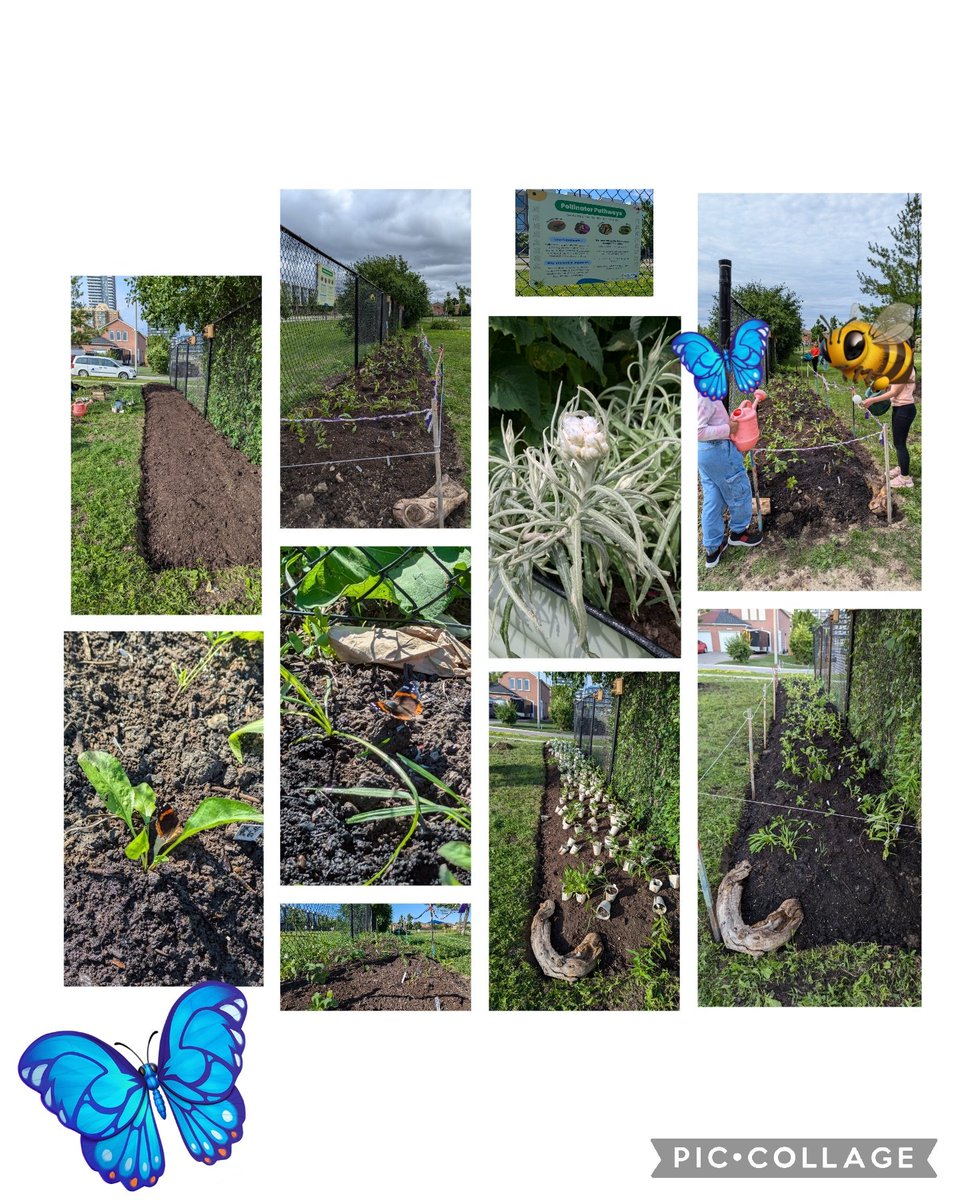 musicroom110's tweet photo. Today in the garden @Cooksvilleps
A big shout out to @BloomingBlvds for the 200 plus #nativepollinator perennials,#cooksvillecreekgardenclub for prepping and watering and my family for planning and planting. Signs designed by Kelly and printed by John of Select Signs https://t.co/mwkug5fF6S