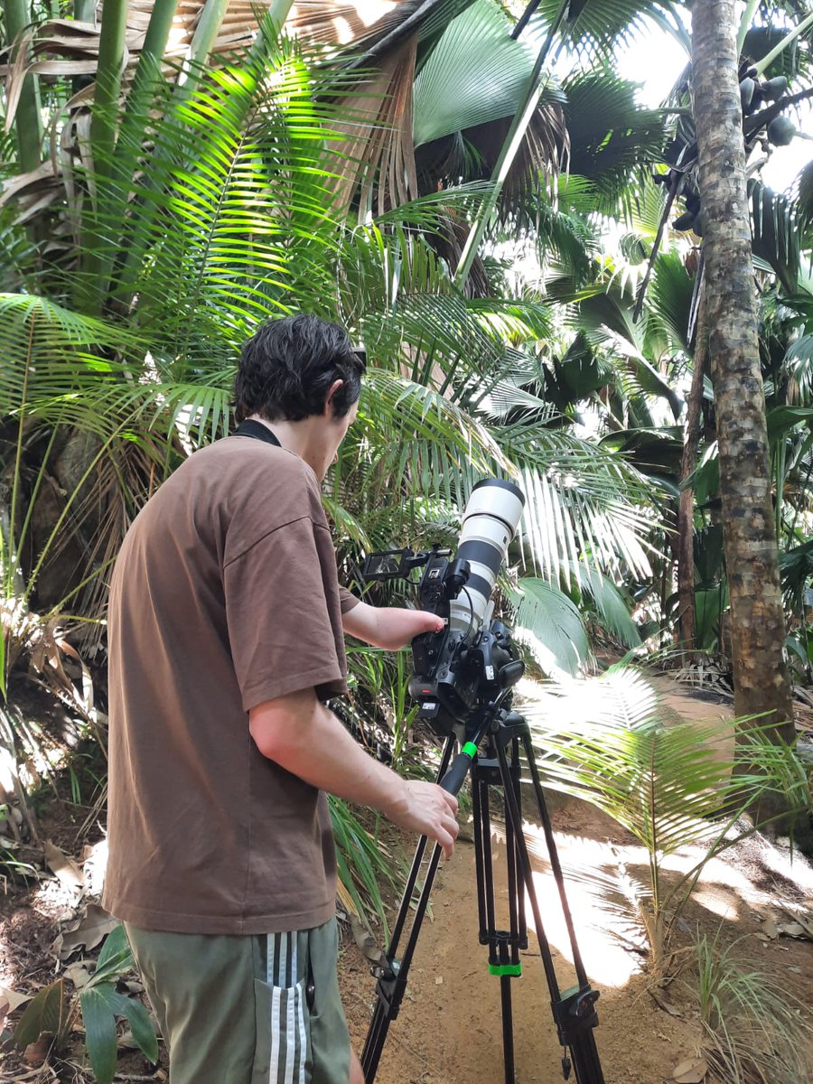 lovenutsfilm's tweet photo. Day 1 ✅ - Filming pollinating geckos in a palm tree forest! https://t.co/ixllOfutXK