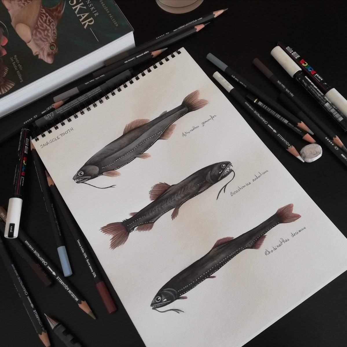 BakaUnico's tweet image. To change a bit.... Deep sea fish for #SundayFishSketch