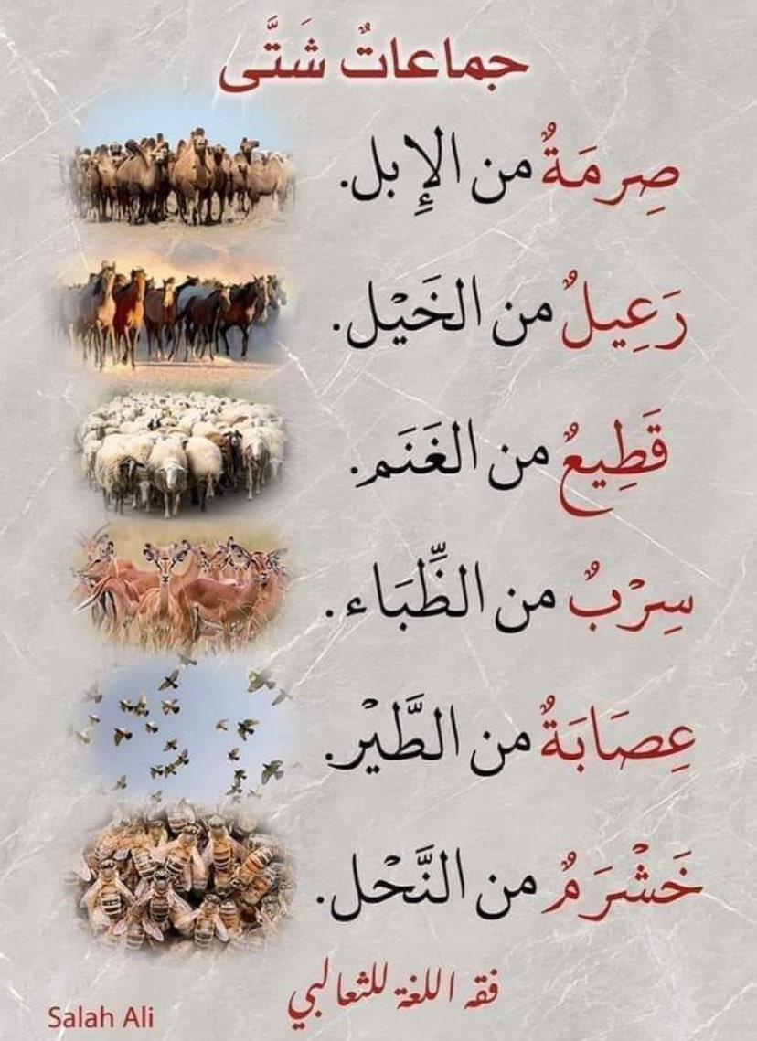 .مانع الجلاب (@man3101) on Twitter photo 