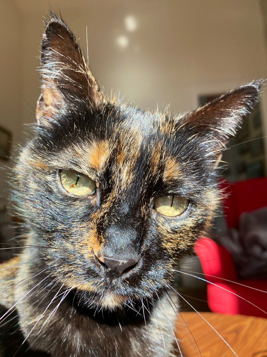 Chablis et Chartreuse🎀 tweet media