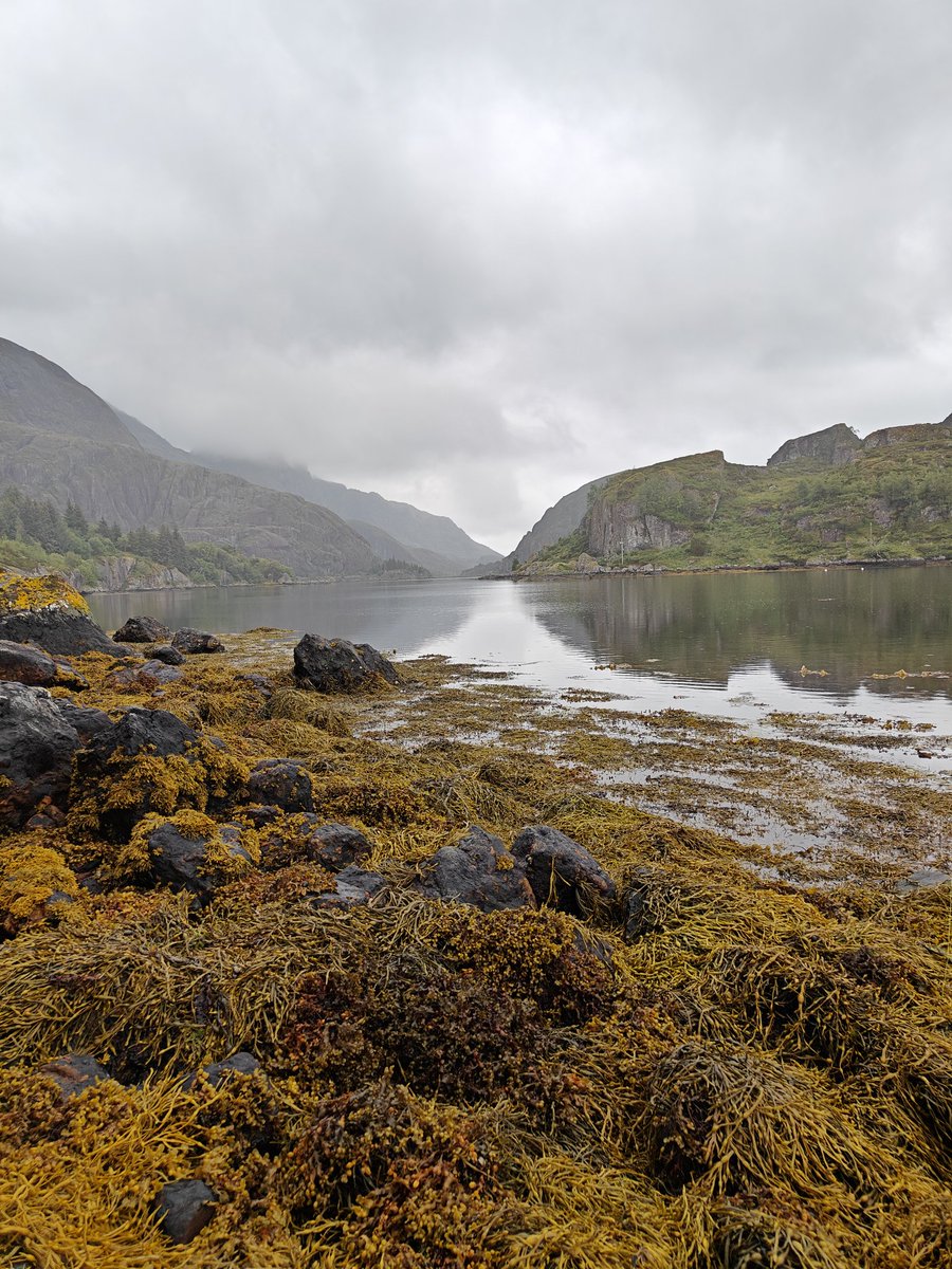 AtleM's tweet image. Tullete sjøørret fiske i dag . 8 stk og en mistet laks. Nå skal fjorden få vile , det er ikke på død og liv nødvendig å hale opp alt selv om det er fantastisk bitt 🙂 1 flott matfisk ble med hjem og skal på bålpanna 🙂