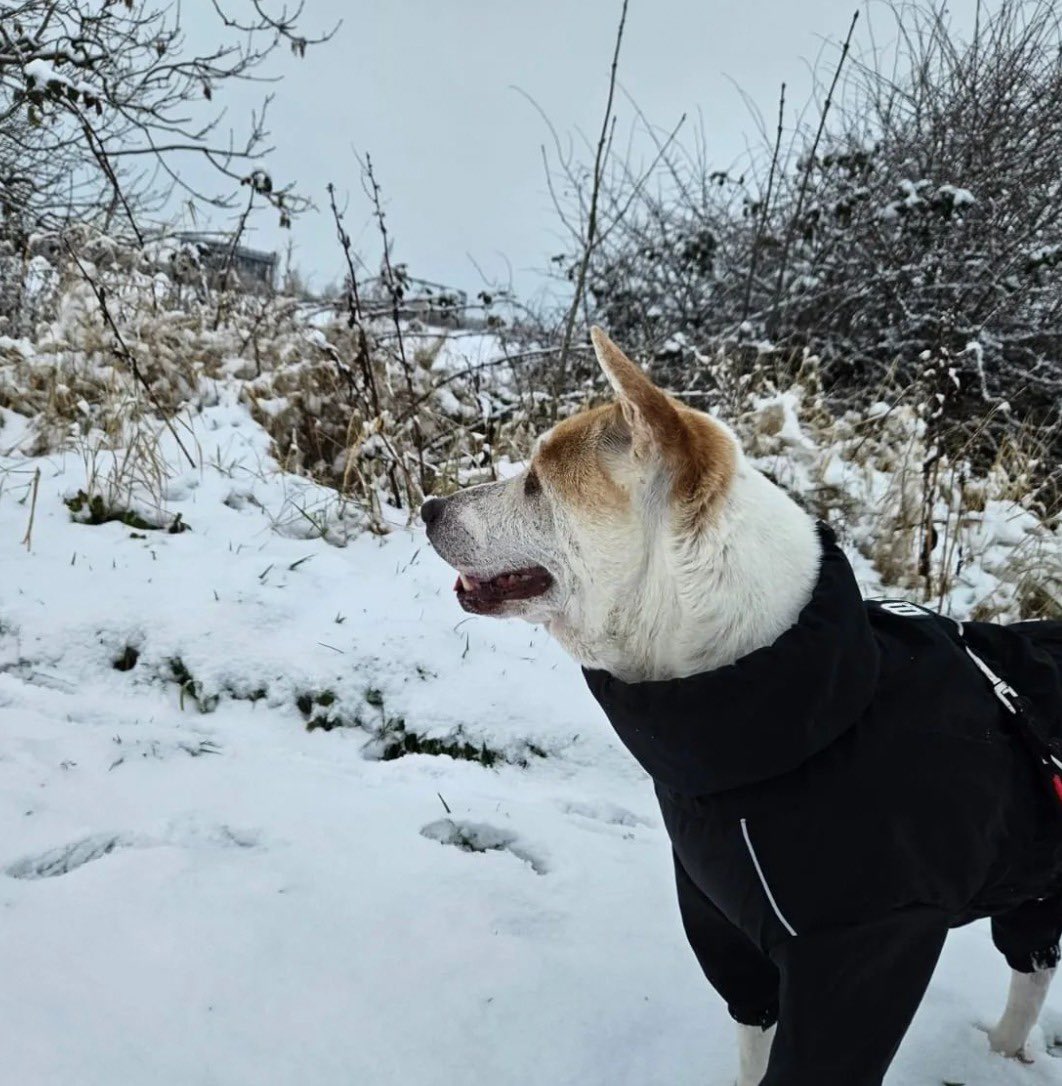 Niall Harbison tweet media