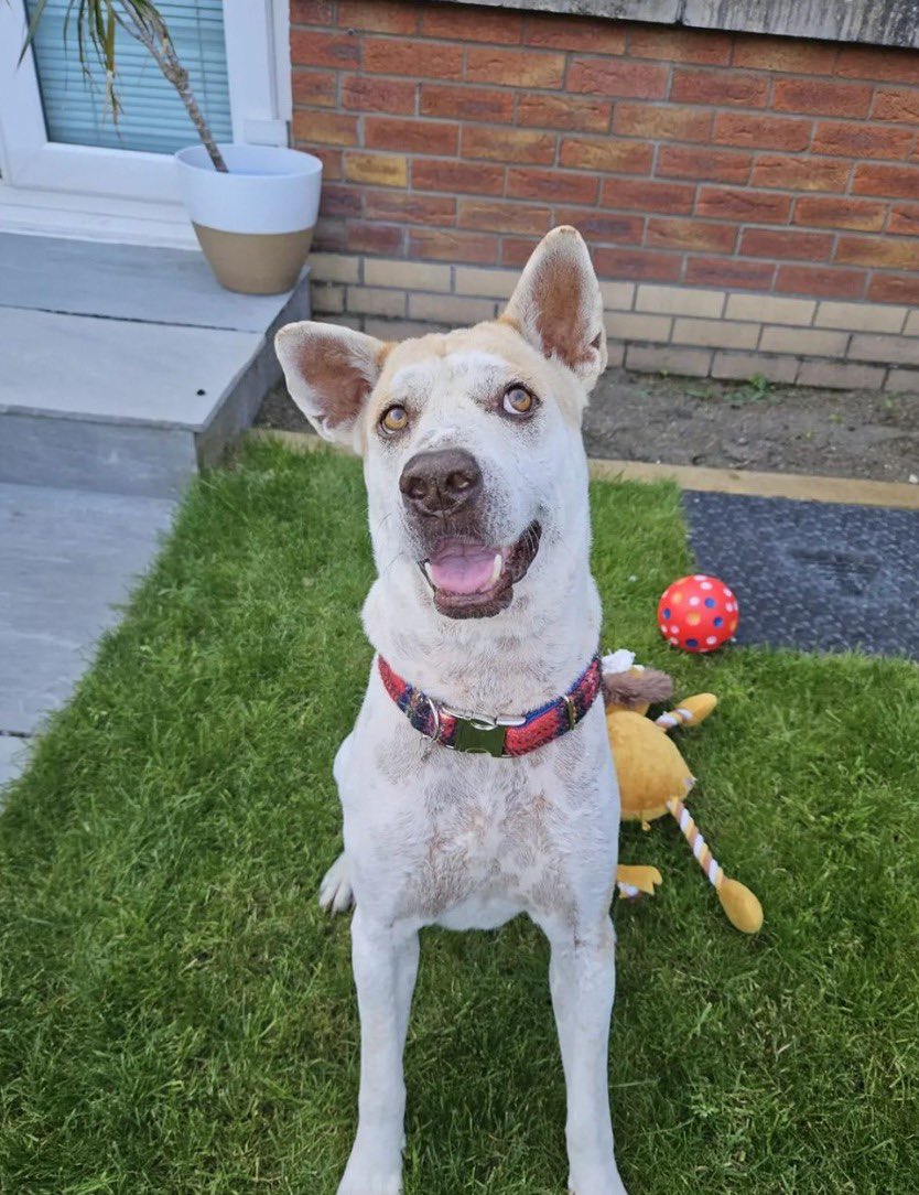 Niall Harbison tweet media