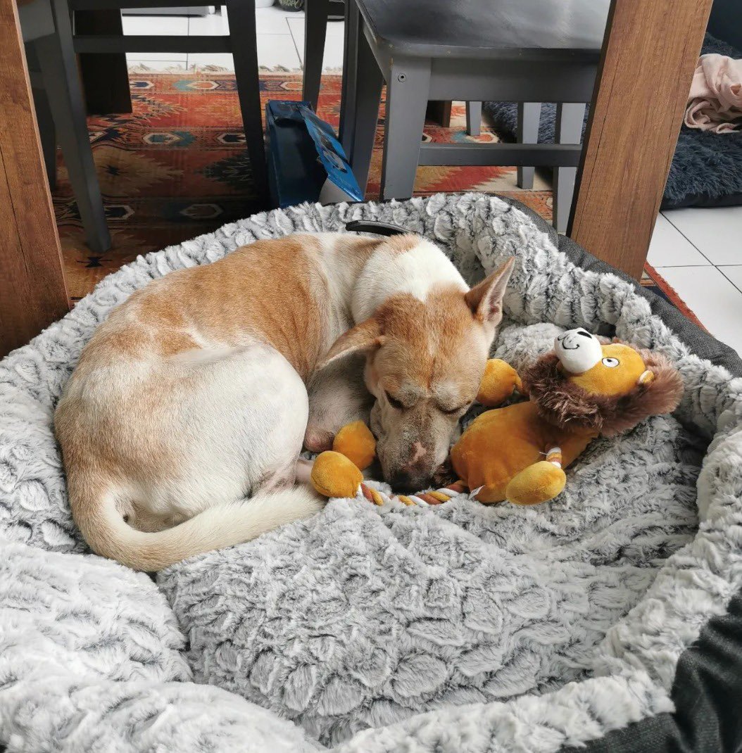 Niall Harbison tweet media