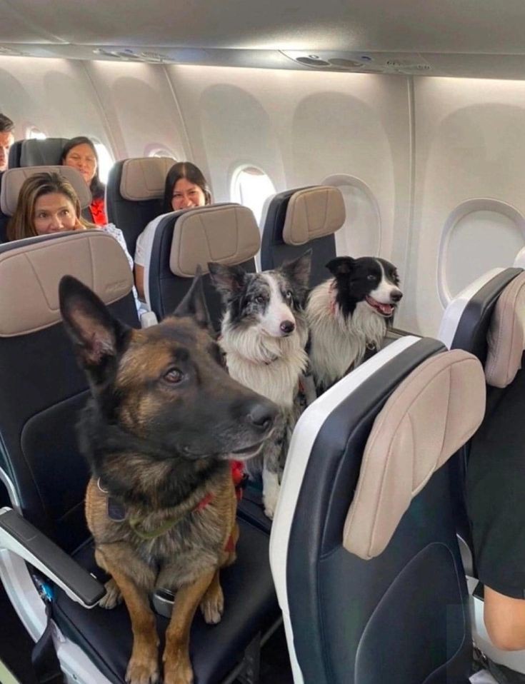 puppiesDoglover's tweet photo. Dog on a plane https://t.co/HQvma9ktkv