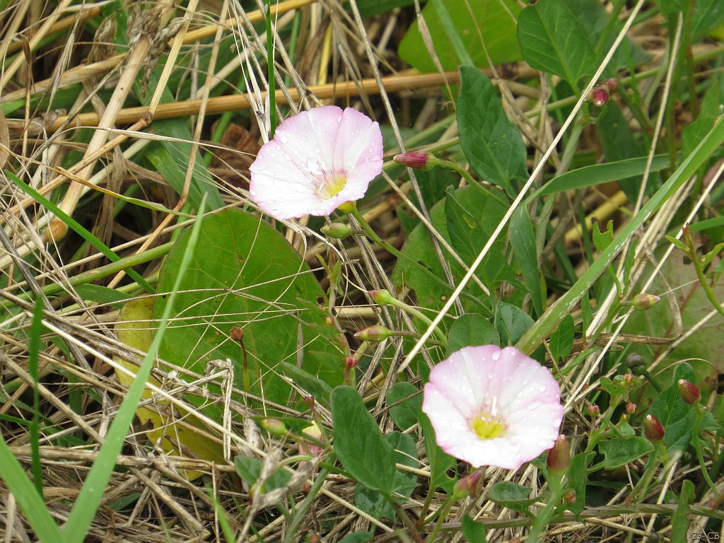 beingmyself_25's tweet photo. Gehe davon aus dass es eine Ackerwinde ist
https://t.co/dtMQSjC9Iq
#Regen #Ackerwinde? #Feld #Landschaft #Natur #LDK #LahnDillKreis https://t.co/5qsJV1Oowq