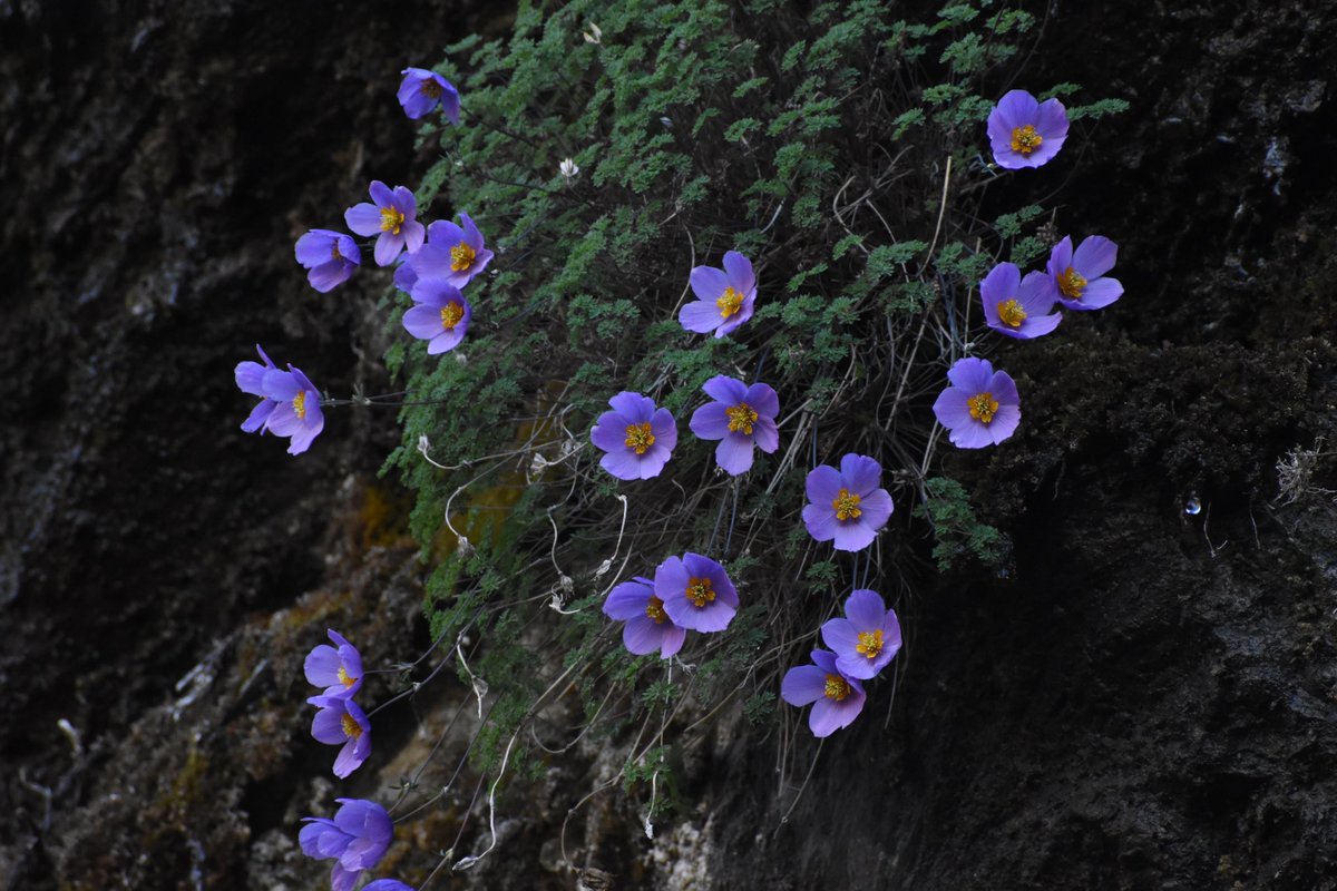 Ashutosh_05sn's tweet photo. From Great Himalayan National Park, Kullu, HimachalPradesh, India
Elevation - 4200 m asl
Photographed in late June 2023

#efloraofIndia #Paraquilegia #Columbine #Flora #Taxonomy #IamBotanist #Botany2024 #Ranunculaceae #alpineflora #rockplant #Himalayanflora #PlantsofWorld #Flower https://t.co/8PoLqRm8LB