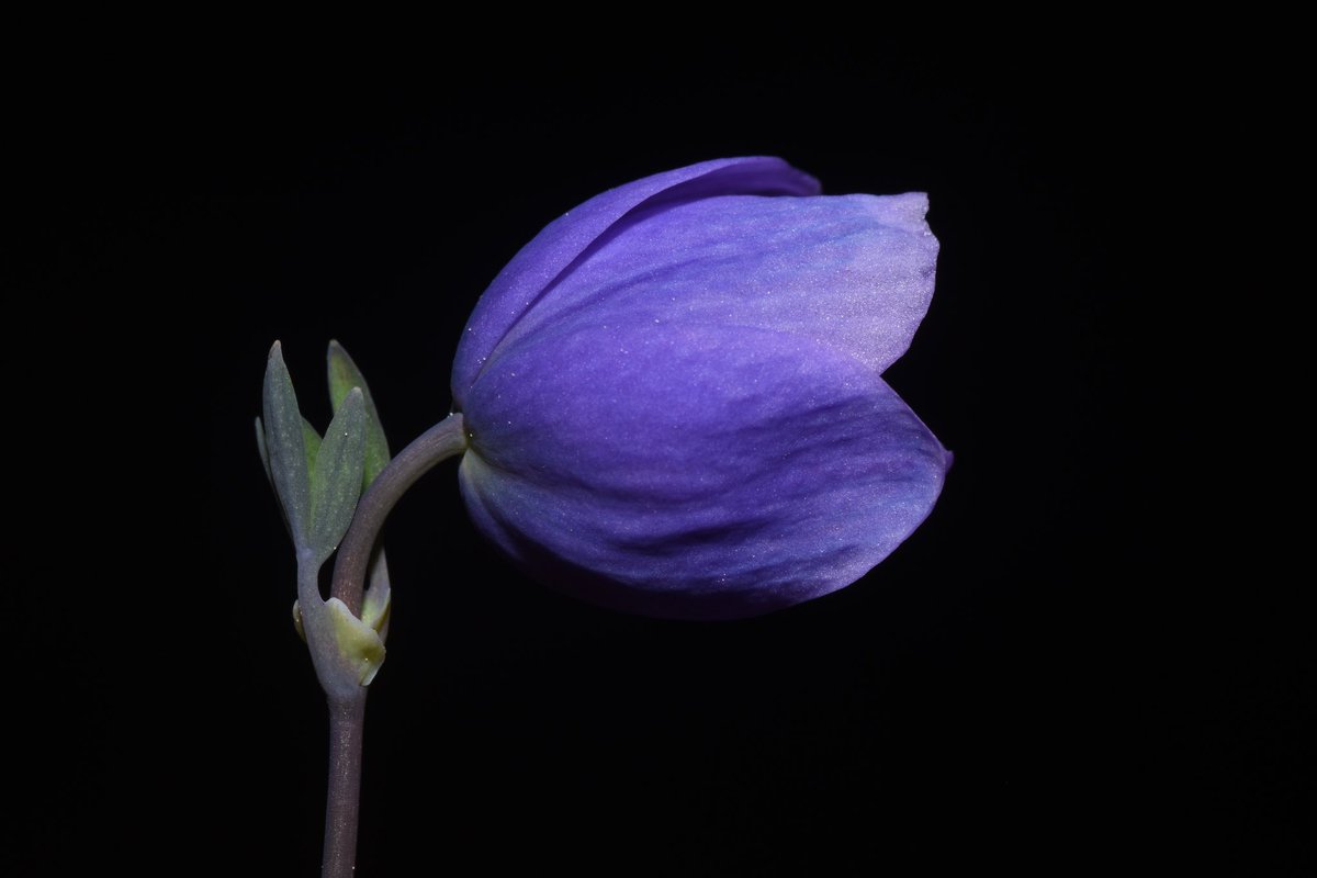 Ashutosh_05sn's tweet photo. From Great Himalayan National Park, Kullu, HimachalPradesh, India
Elevation - 4200 m asl
Photographed in late June 2023

#efloraofIndia #Paraquilegia #Columbine #Flora #Taxonomy #IamBotanist #Botany2024 #Ranunculaceae #alpineflora #rockplant #Himalayanflora #PlantsofWorld #Flower https://t.co/8PoLqRm8LB