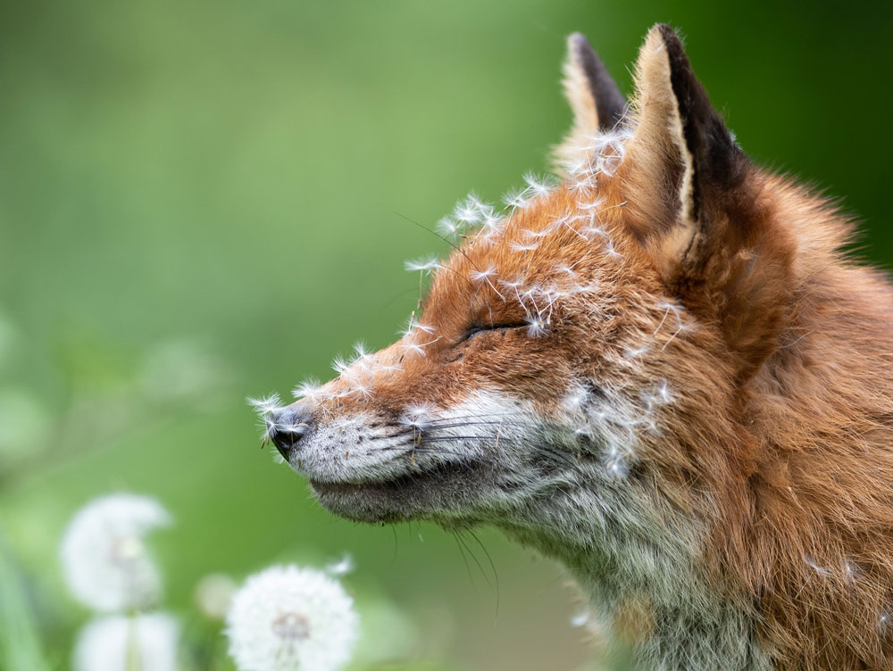 JamesLucasIT's tweet image. 23. This photo by Lewis Newman is called "sleeping with dandelions"