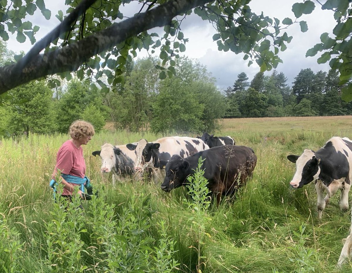 pipegreentrust's tweet photo. A big thanks to everyone who came along to the work party this morning👏We managed to clear some big stands of willow herb, which is fantastic! 💪💪We also had some new four legged volunteers, but to be honest they weren’t that helpful and seemed happy to stand and watch! 😂🐂🐂 https://t.co/kvLEVK3sBQ