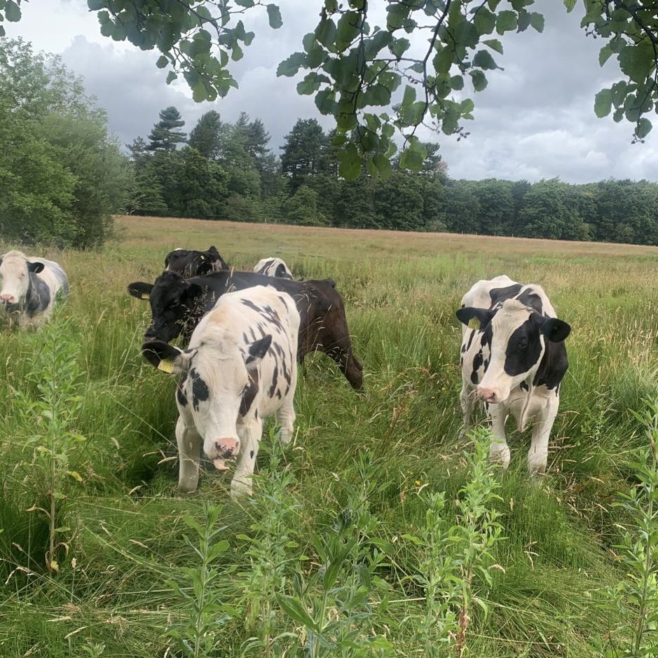 pipegreentrust's tweet photo. A big thanks to everyone who came along to the work party this morning👏We managed to clear some big stands of willow herb, which is fantastic! 💪💪We also had some new four legged volunteers, but to be honest they weren’t that helpful and seemed happy to stand and watch! 😂🐂🐂 https://t.co/kvLEVK3sBQ