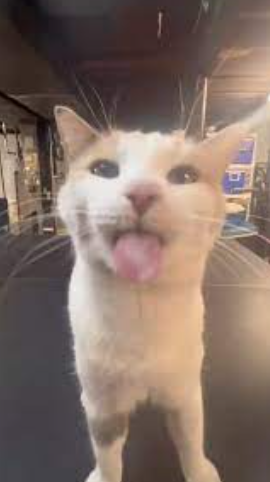 sarctize tweet media