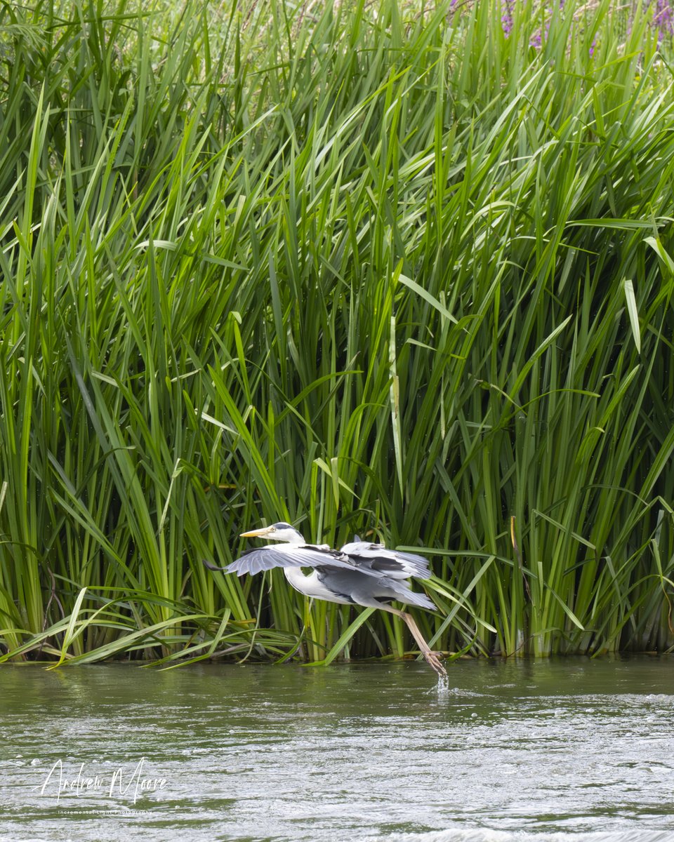 A calming hour watching 'river traffic' on the Wye at Wilton Bridge.  Cuteness and action all in one go.
<a href="/VisitDeanWye/">Visit the Forest of Dean & Wye Valley</a>
@visithfds
@wyebeauty
<a href="/RossonWyeTA/">RossonWyeTourism</a>
<a href="/EatSleepLiveHfd/">Eat Sleep Live Herefordshire</a>