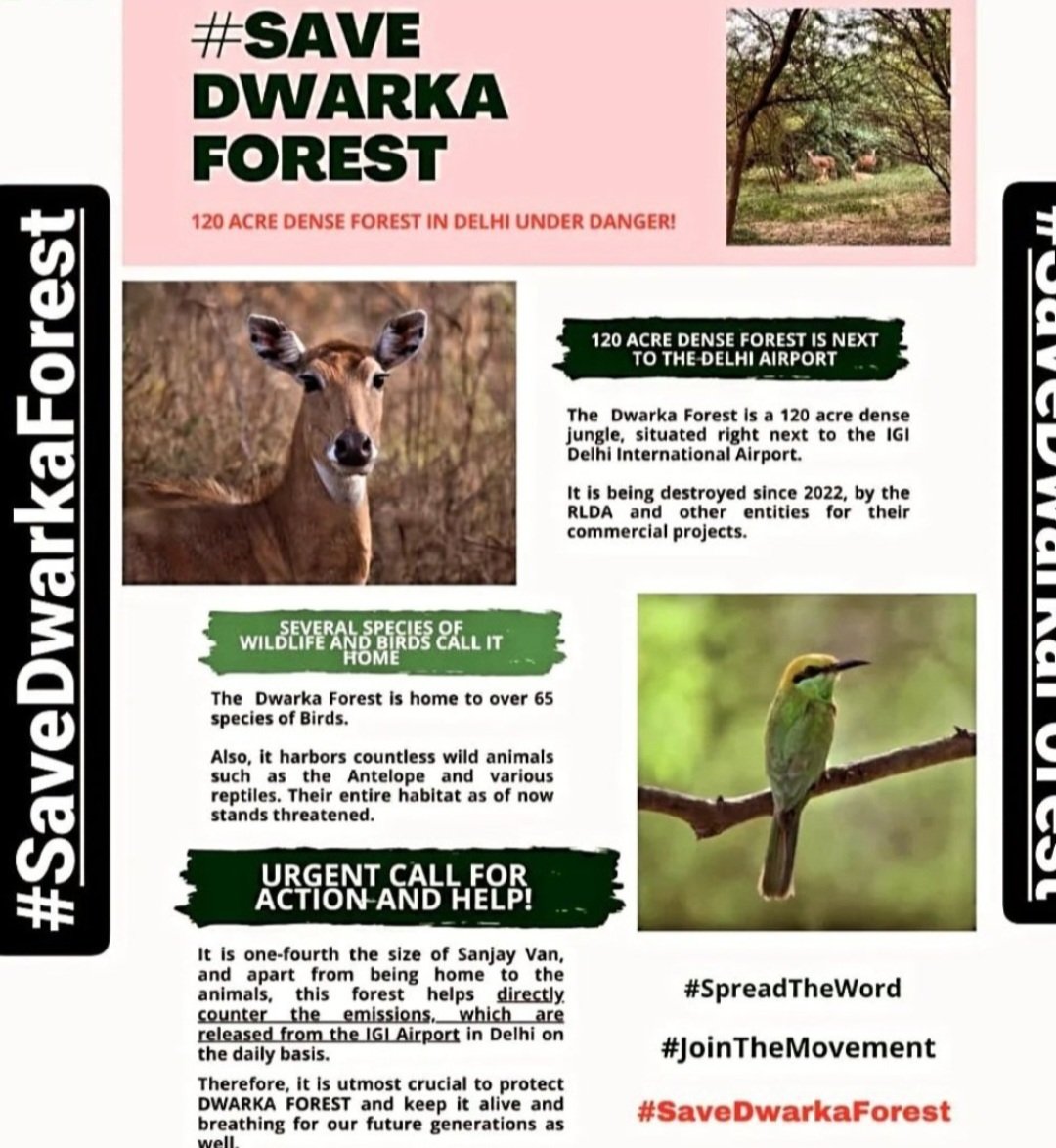 IsmailH15993206's tweet photo. To all people who raised their voice for the Dwarka Forest today, we are trending on X. Let's celebrate this win and keep going.
 #SaveDwarkaForest #ClimateAction #Environment
#climate https://t.co/bwwGpcOoV9