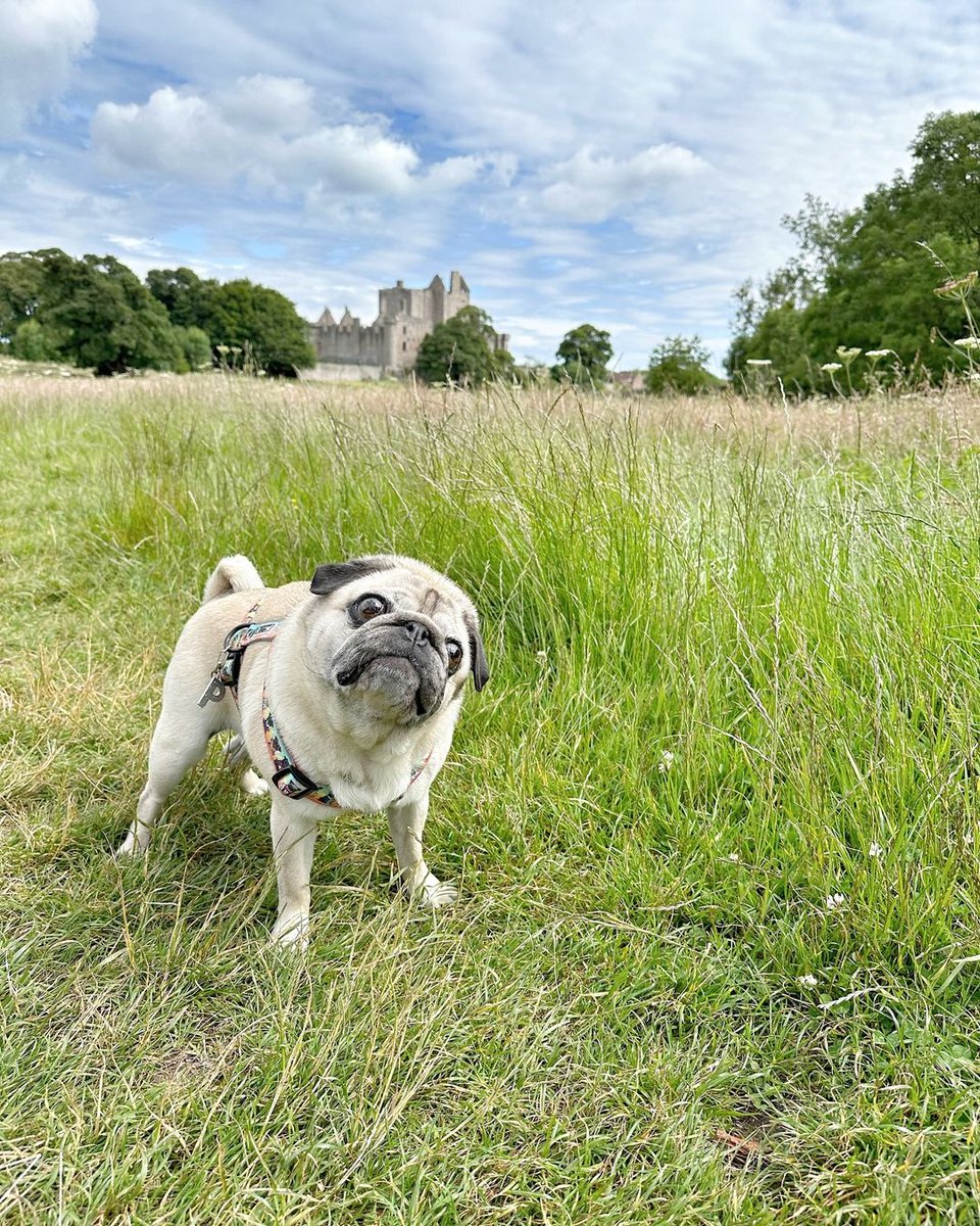 pug_club1's tweet photo. Photo fails of today. Castle looks good though.
#pippathepuggirl #walkies #walkies #pugstagram #pugspugspugs #puglife #scottishpug #ilovemypug #funnyside #dogsofinstagram #pug #pugoftheday #pugs #mops #pugfamily #pugface #worldofpug #instapug #puglove https://t.co/9WSrXEFPWc