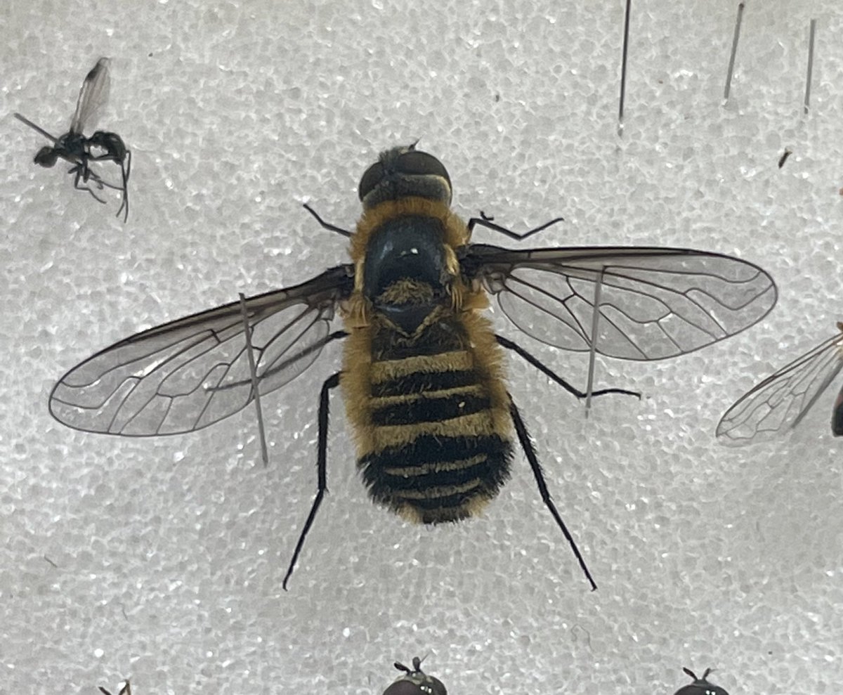 First sweep of the <a href="/opwall/">Operation Wallacea</a> field training skills season at @KneppWilding and we have Villa cingulata - the students learn new skills, Knepp gets records &amp; the <a href="/NHM_Diptera/">NHM Diptera</a> Coll gets specimens for all to compare/contrast against - both the morphology &amp; molecular