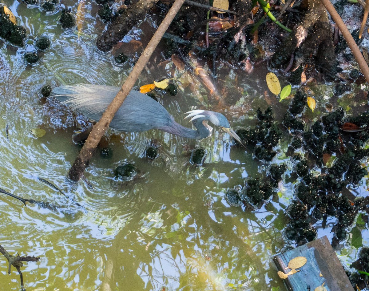 bobbydevito's tweet photo. The AI says EGRETTA 🐦
What say you, @every_heron ?
Love this one. Went out Heroneering and only found one single birb, but what a beauty 🥰
(LOOK AT THOSE PLUMES)
EGRETTA ❤️
#egretta
#herons
#birds
#weedonisland
#tampabay https://t.co/ggp0W59M9v