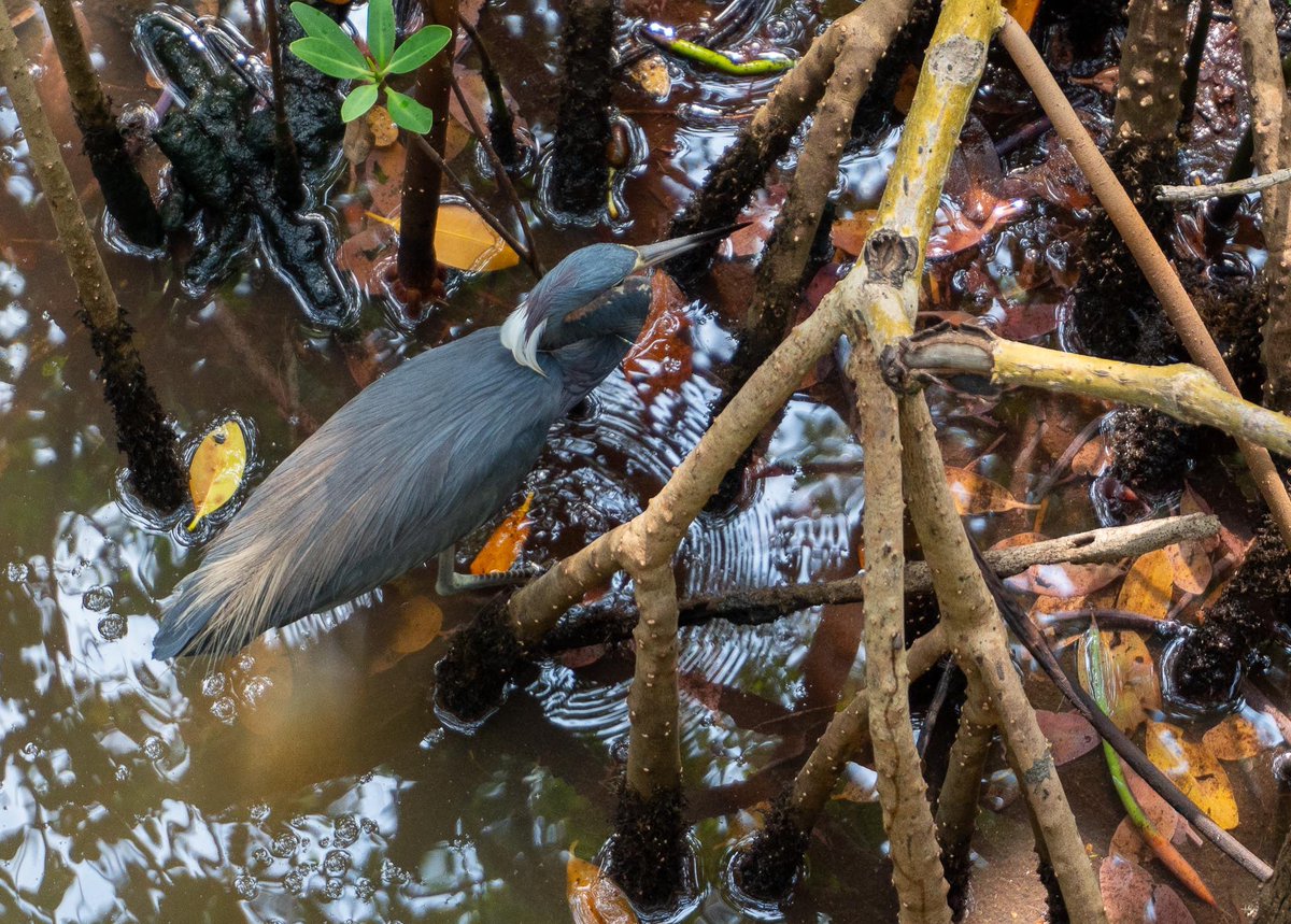 bobbydevito's tweet photo. The AI says EGRETTA 🐦
What say you, @every_heron ?
Love this one. Went out Heroneering and only found one single birb, but what a beauty 🥰
(LOOK AT THOSE PLUMES)
EGRETTA ❤️
#egretta
#herons
#birds
#weedonisland
#tampabay https://t.co/ggp0W59M9v