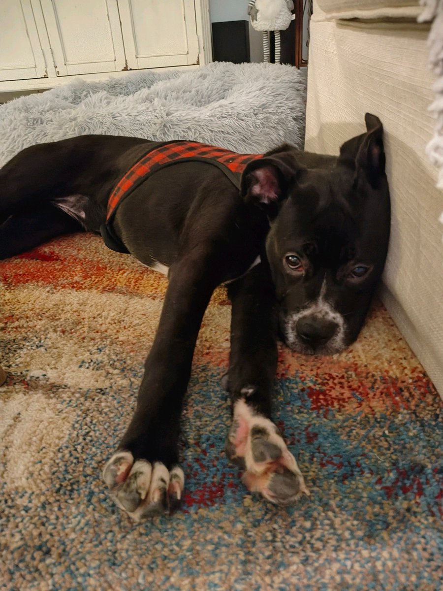 PilotsNPaws's tweet photo. Rayann &amp; Rose hoped to get from GA to Rescue Dogs Dream in FL &amp; Pilot Ed made their wish come true! He flew the duo there, where they now have a chance at finding a loving home. Thank you Pilot Ed, Rescuers Gina &amp; Deana &amp; Coordinator Cathy for saving Rayann &amp; Rose!✈️#pilotsnpaws https://t.co/lh8FHIOjrR
