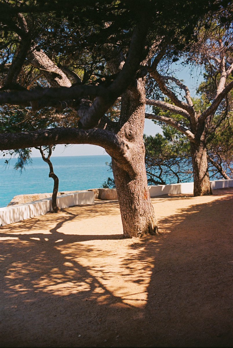 simonribc's tweet photo. Near the ocean on 35mm film https://t.co/53RT12bHru